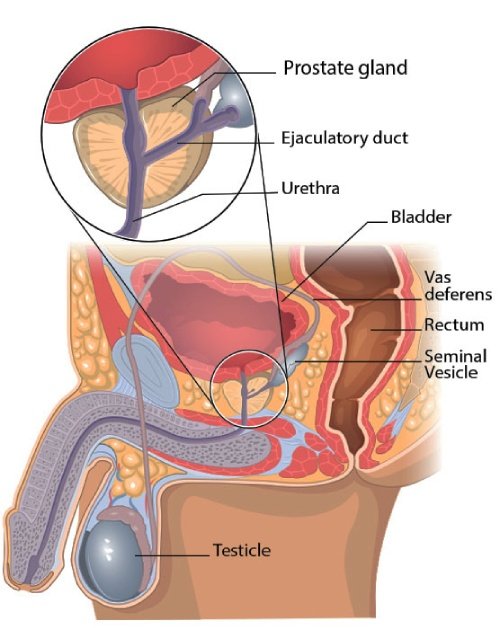Fluxactive Complete Prostate Health Support
